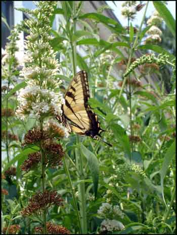 swallowtail-butterfly3.jpg