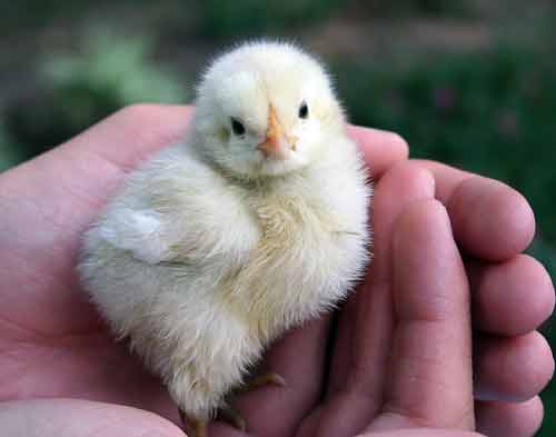 baby chicks pictures. Meet my new aby chickens.