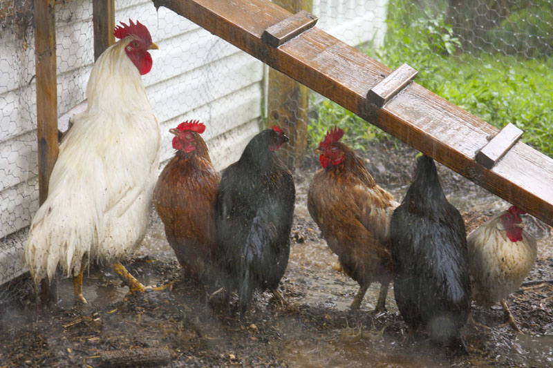 chickens-in-the-rain