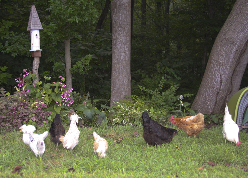 chickens-on-wallkabout-august-09