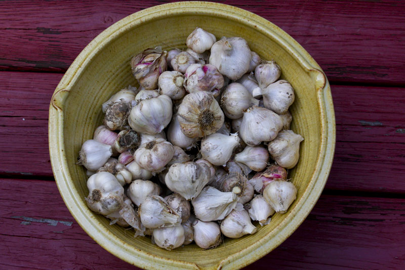 garlic harvest